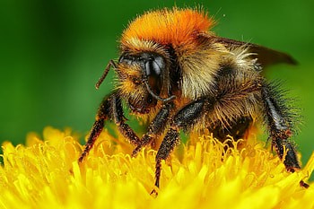 Bombus muscorum, Bees HD wallpaper