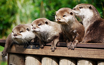 Animals, Otters, Logs HD wallpaper