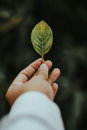 A hand gently holds a green leaf, symbolizing connection with nature and simplicity. HD phone wallpaper