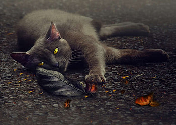 Cat, kitten, kitty, cats, cute, sleepy, sleeping, beauty, animals, hat, sweet, beautiful, paws, cat face, pretty, face, lovely HD wallpaper