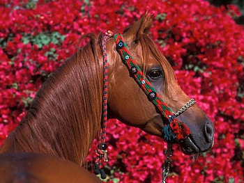 Red Horse, horse, pretty, bridle, red, flowers, posed HD wallpaper