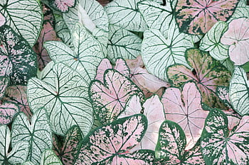 Vibrant caladium leaves showcasing intricate green and pink patterns in a natural setting. HD wallpaper
