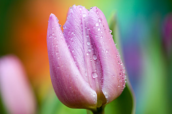 Pink, Drops, Macro, Close-Up, Tulip HD wallpaper
