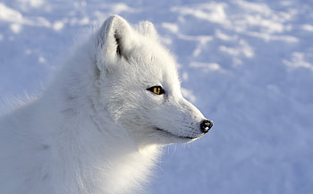 Arctic Fox, Foxes, , 467006 HD wallpaper
