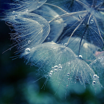 Gentle, beautiful, nature, flowers HD wallpaper