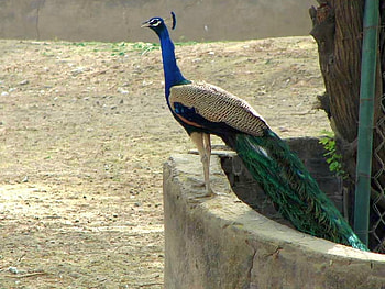 Peacock, cool, beautiful HD wallpaper