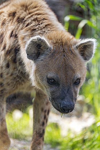 Animals, Predator, Sight, Opinion, Animal, Hyena HD phone wallpaper