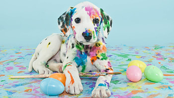 Dog, high-quality dog , impressive backgrounds, remarkable HD wallpaper