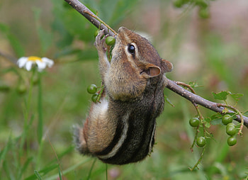 Chipmunk, Animals HD wallpaper