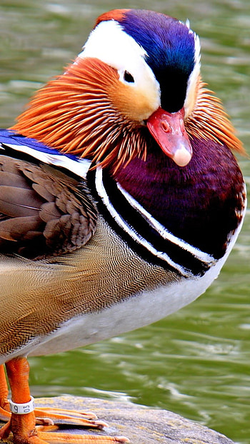 Mandarin Duck, Beautiful Bird HD phone wallpaper