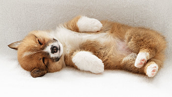 Animals, To Lie Down, Lie, Dog, Playful, Puppy HD wallpaper