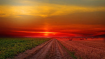 Colorful Sunset at Lonely Field HD wallpaper