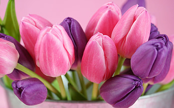 Tulip (Nature), , Pink tulips, Ultra HD wallpaper