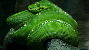 Emerald , Stunning green, Vibrant visuals, Striking backgrounds HD wallpaper