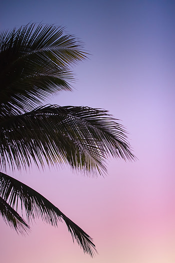 Nature, Sunset, Sky, Leaves, Palm, Branch, Evening HD phone wallpaper