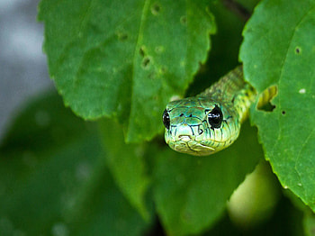 Boomslang, National Geographic, of the day, Wildlife graphy HD wallpaper