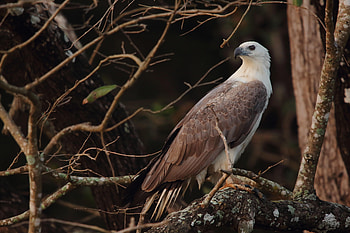 Beak, Animals, Feather, Bird, Predator, Eagle HD wallpaper