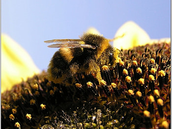 Insects, Bees HD wallpaper