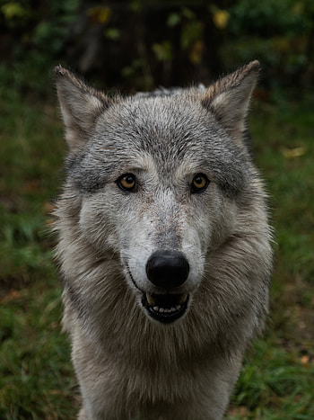 Animals, Muzzle, Wolf, Nice, Sweetheart HD phone wallpaper