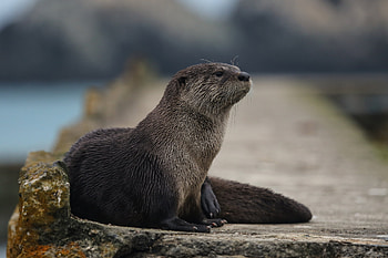 Otter , Playful nature, Cute and cuddly, Beautiful backgrounds HD wallpaper