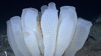 Deep sea sponge, Vortex survivor, Resilient organism, Natural wonders HD wallpaper