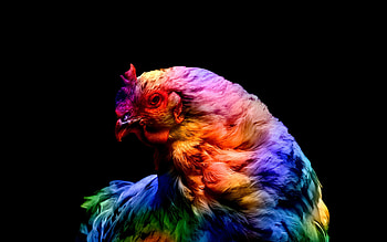 Colorful chicken, Dark background, , Striking and bold HD wallpaper