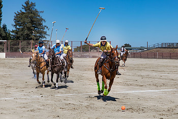 Horse Park Polo Club, Horse Polo HD wallpaper
