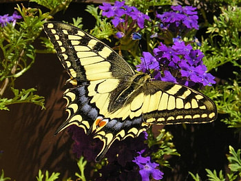 Butterfly, animal, flowers HD wallpaper