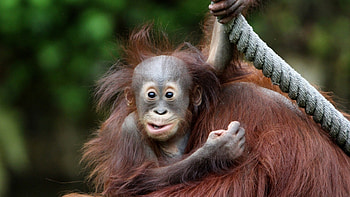 monkey, face, eyes, baby HD wallpaper