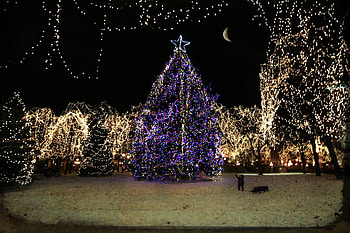 Christmas Light, night, city park, light, christmas HD wallpaper