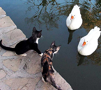 Curiosity, birds, feathers, cats, paws, beaks, fur, swans, reflection, whiskers, animals, felines, stone, water HD wallpaper