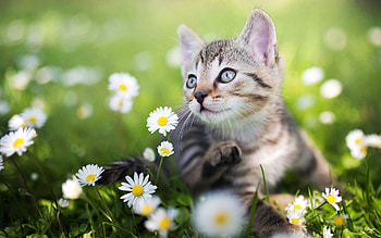 Cat in the Grass, animals, cats, nature, grass, feline HD wallpaper