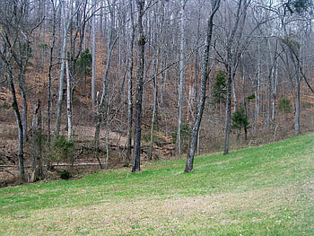 Perfect Homesite, forests, nature, woodlands, spring HD wallpaper