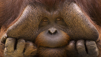 Animals, Muzzle, Monkey, Hands, Wool HD wallpaper