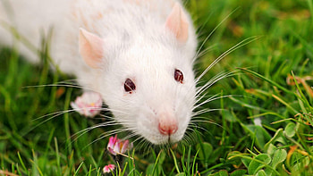 Lab Rat Illustrations, KDE Store , Digital Rodents, Virtual Exploration HD wallpaper