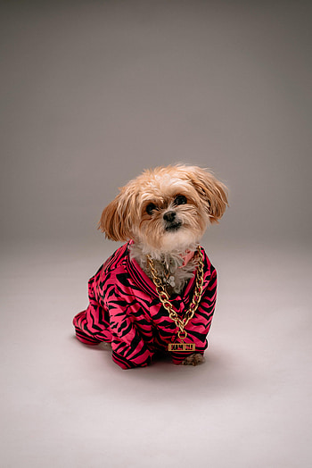 Animals, Dog, Pet, Style, Chain, Shih Tzu HD phone wallpaper