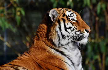 Animals, Muzzle, Big Cat, Tiger, Profile HD wallpaper