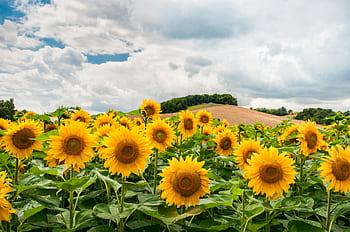 Bright sunflowers blooming in a lush field beneath a dramatic, cloudy sky. HD wallpaper