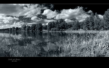 Tree, Black & White, Lake, Water, , Landscape HD wallpaper