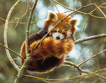 Cute red panda resting comfortably on a tree branch, showcasing its natural habitat and behavior. HD wallpaper