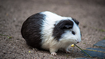 Guinea Pig, animal, Guinea, hamster, Pig HD wallpaper