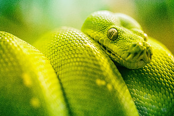 Boa Green Snake , snake, animals, green HD wallpaper