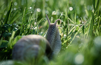 Animals, Macro, Snail, Antennae, Tendrils HD wallpaper