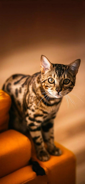 Batmans zoo cats, Kittens cutest, Bengal cat, Playful and mischievous HD phone wallpaper
