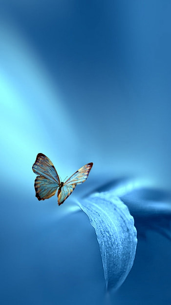 leaf, blue, macro, Animal, butterfly HD phone wallpaper