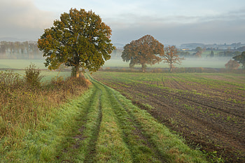 Landscape, Nature, Wood, Road, Tree, Fog, Field HD wallpaper