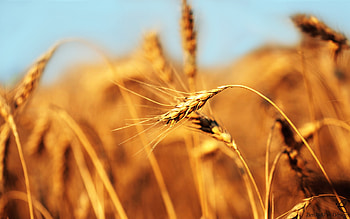Wheat, field, nature, bread, gold HD wallpaper