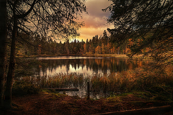 Forest Lake Landscape, forest, nature, lake, landscape HD wallpaper