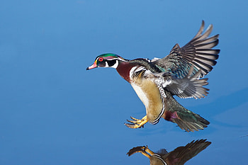 Wood duck species, Birds in nature, High definition , and mobile backgrounds HD wallpaper