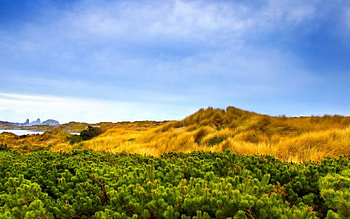 green and gold field, gold, vista, field, green HD wallpaper